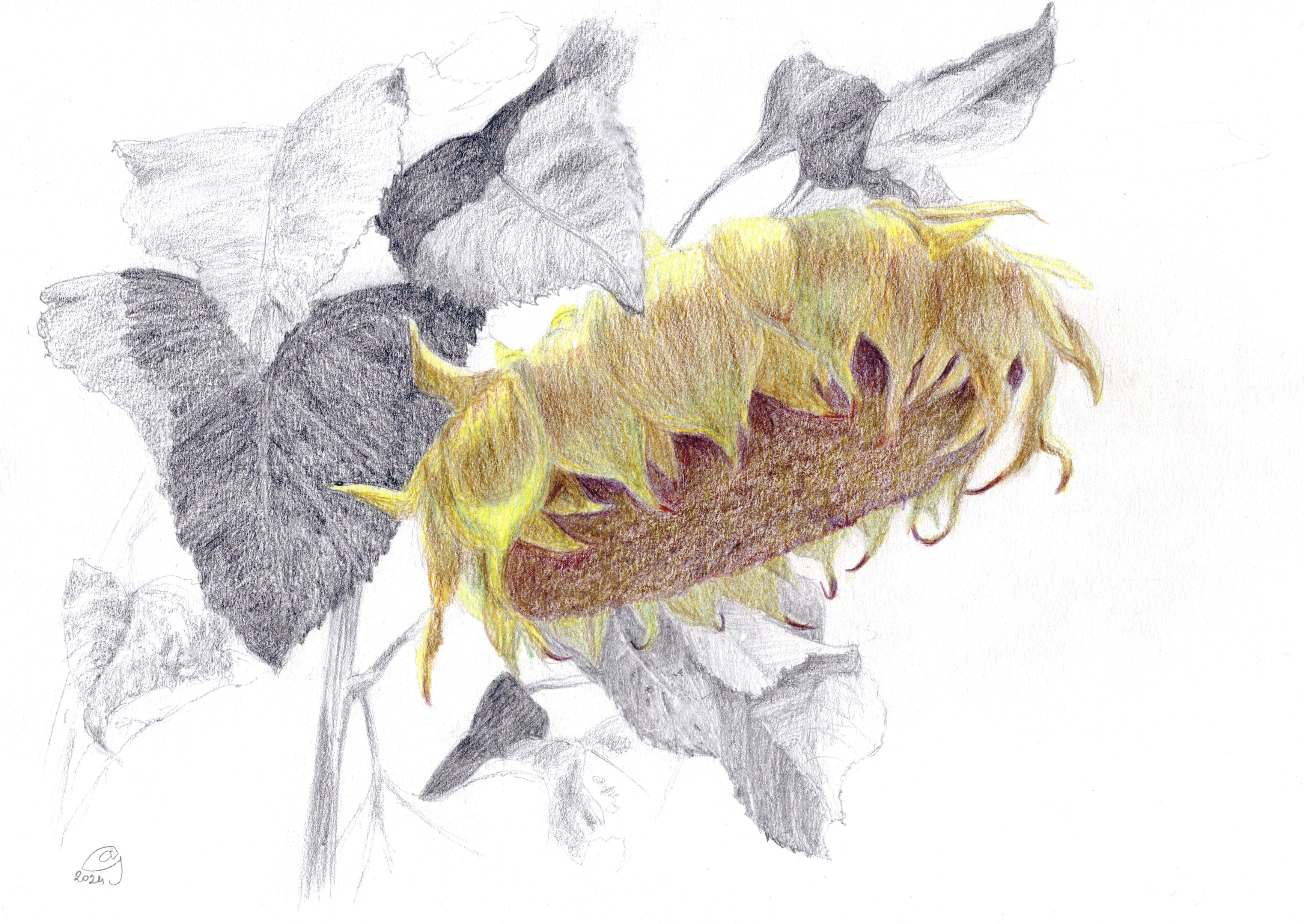 Tournesol