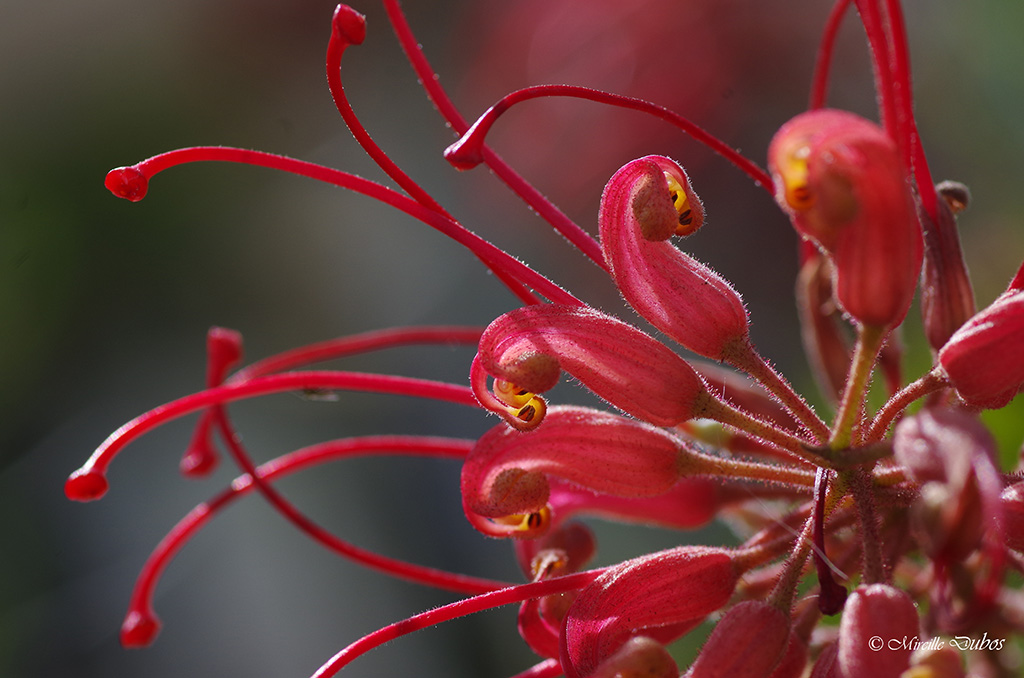 Grevillea 16 