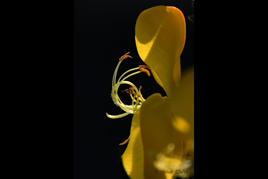 Dsc 0100a