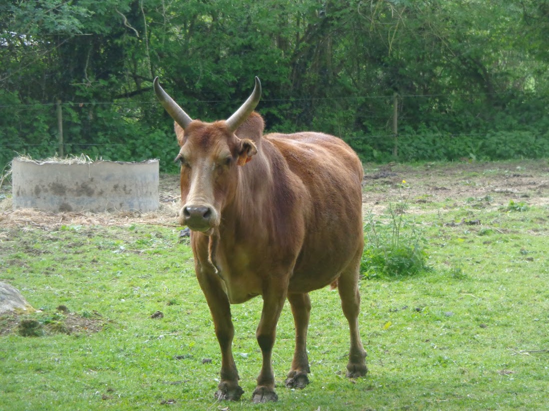 Montaigu 12