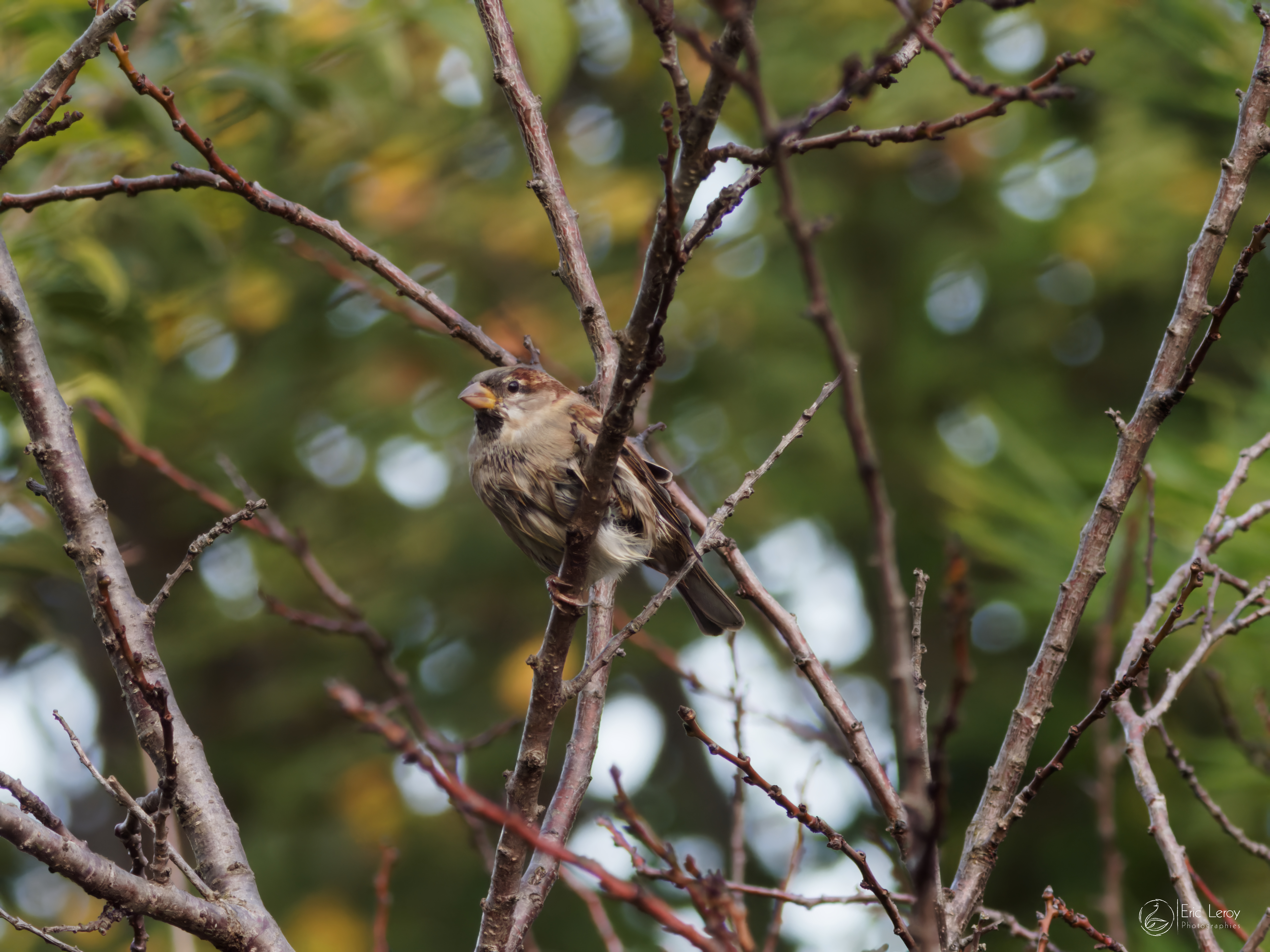 Pb070370ht iso