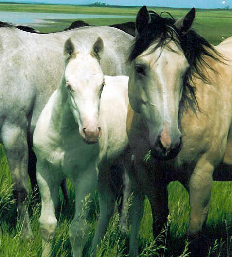 Tetes dallas et sa mere