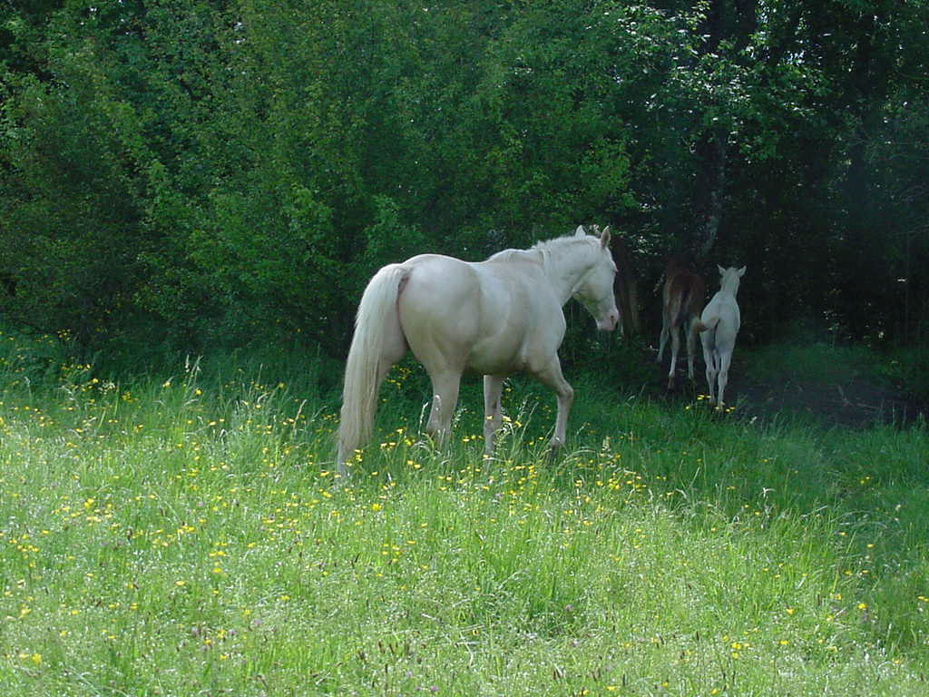 Dallas cul 05 05