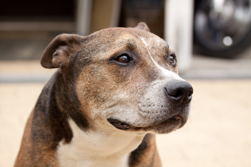 Chien