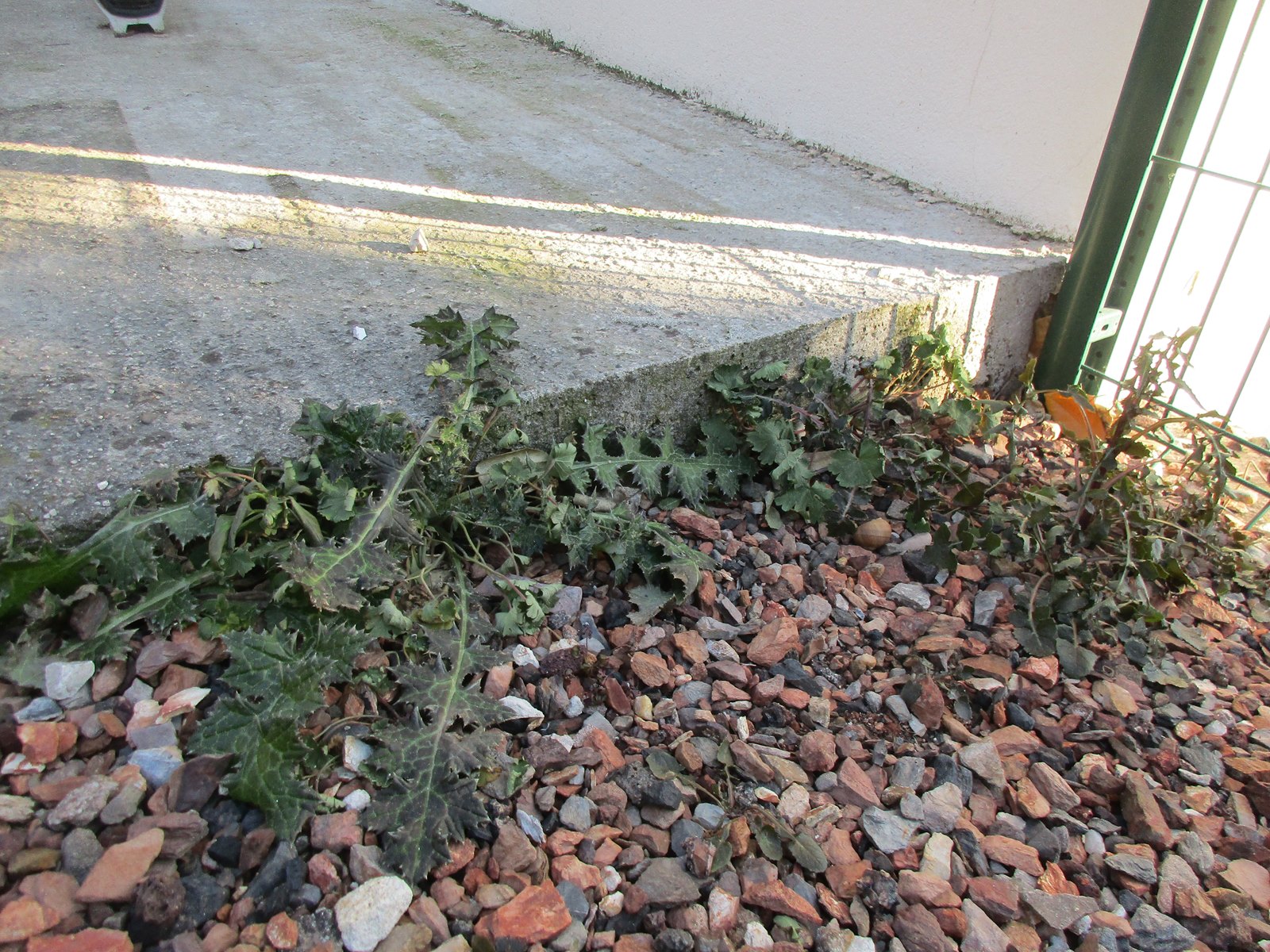 Desherbage gravier jardin