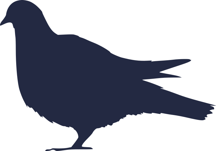 Pigeon 2