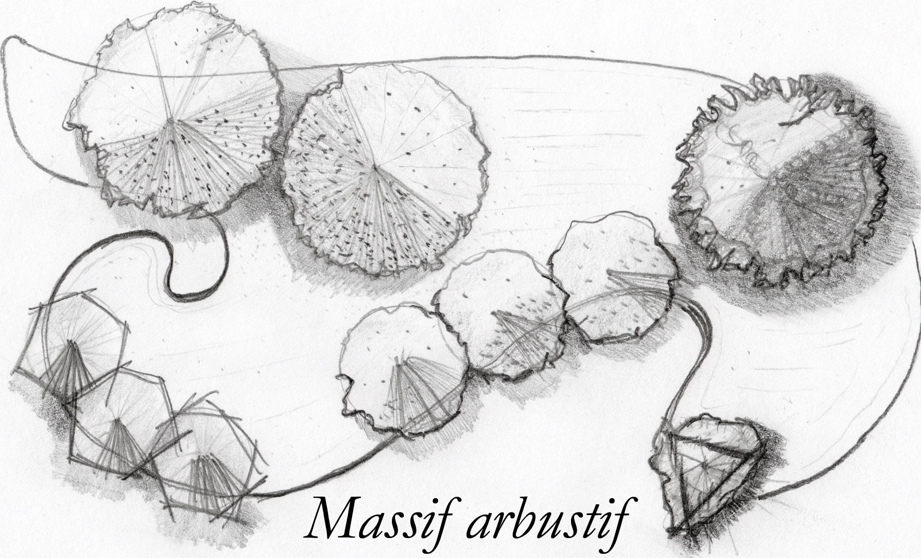 Massif arbustif n b resize