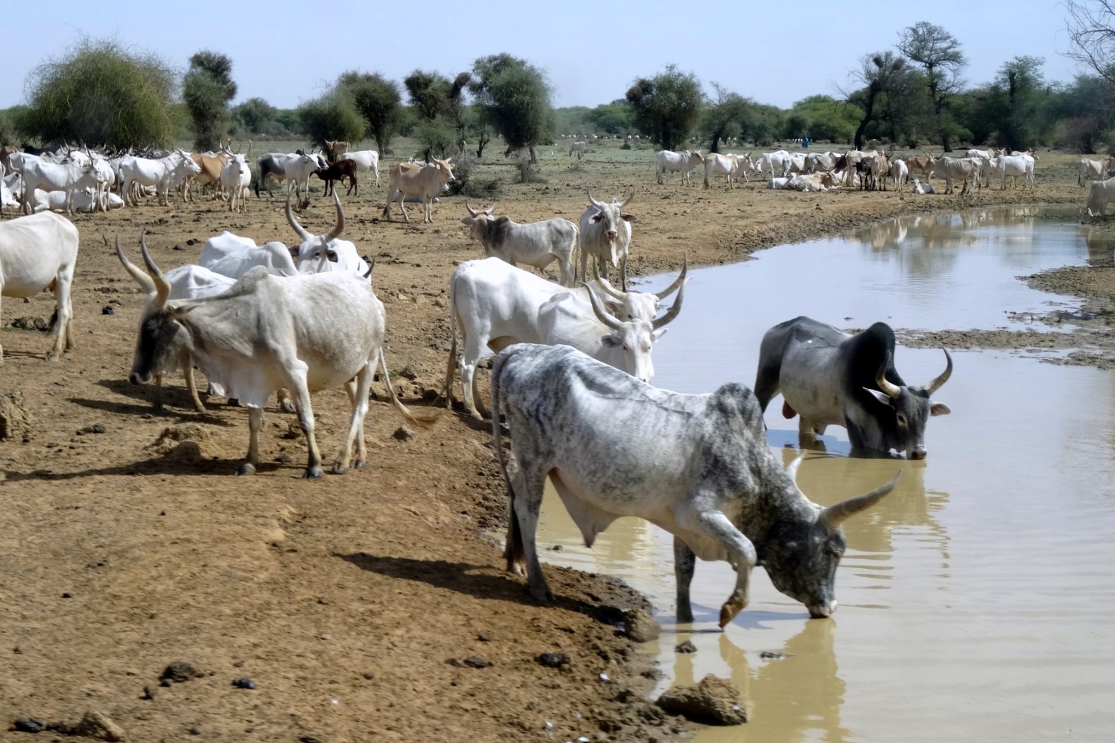 2013 12 maraichage mamadou 21 