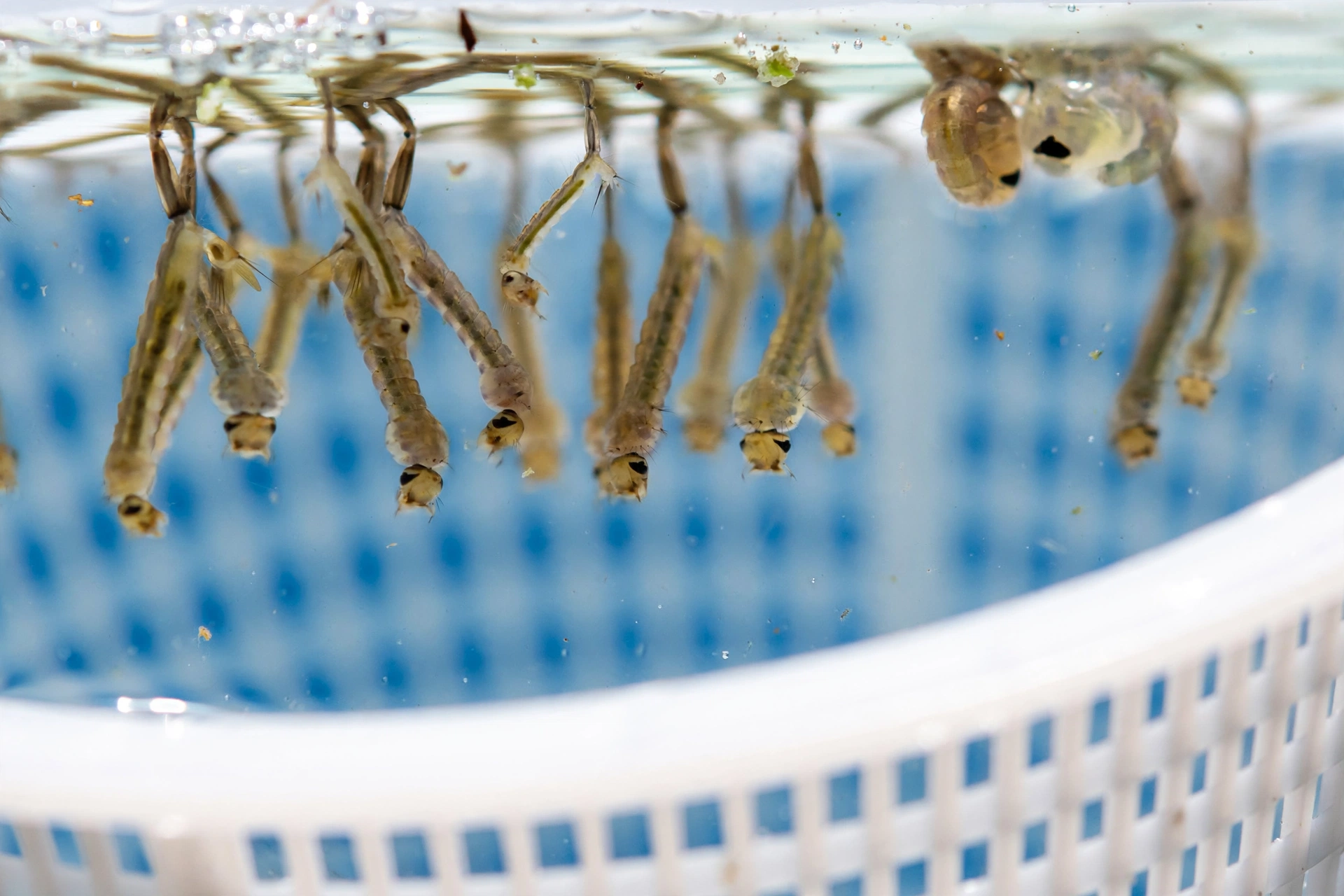 Larves de moustiques dans ta piscine : agit vite !