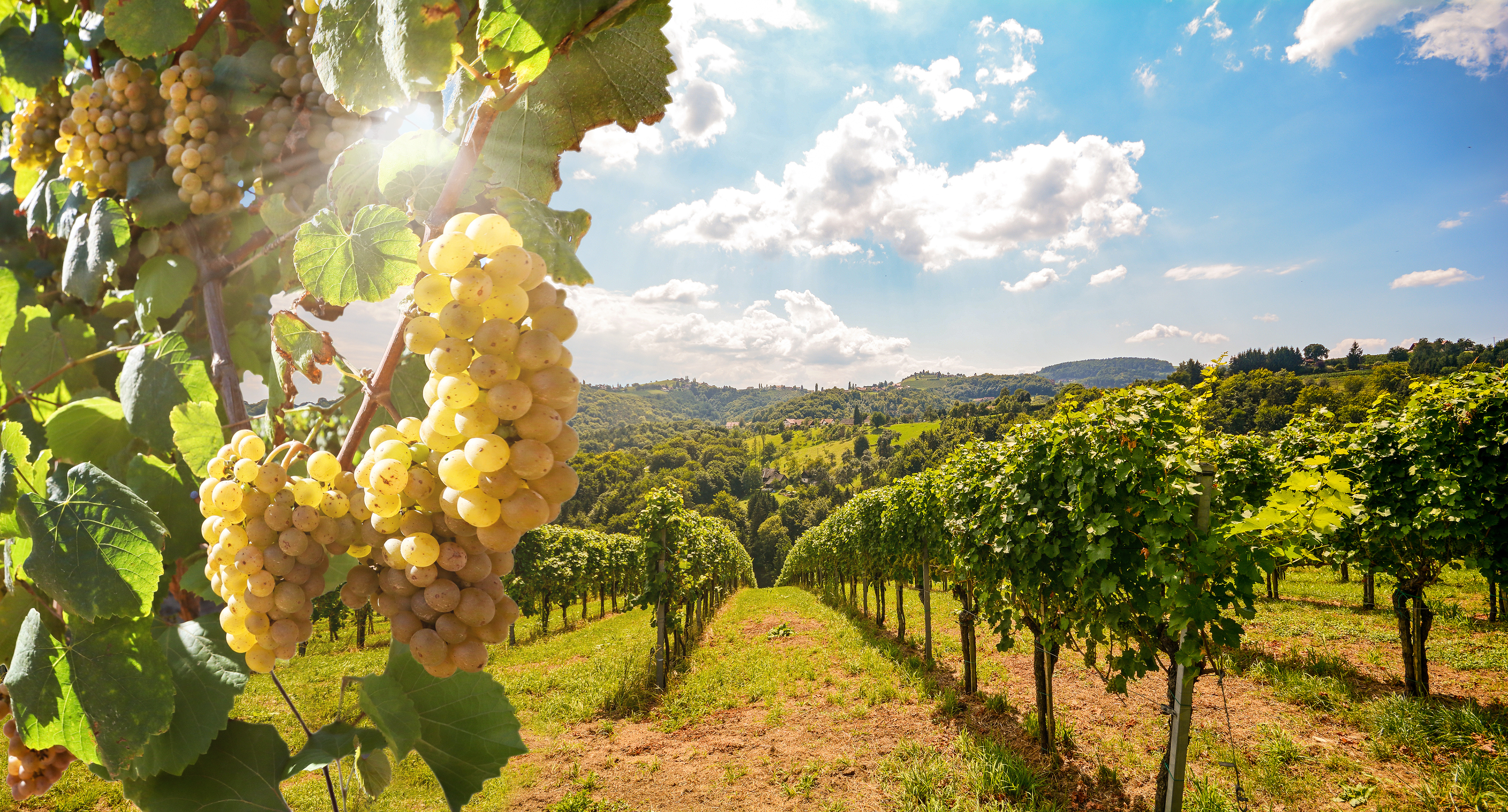 Vignes