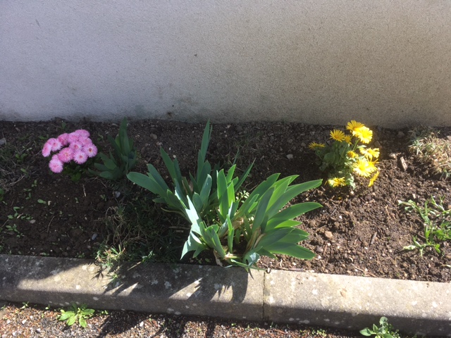 Fleurs-1