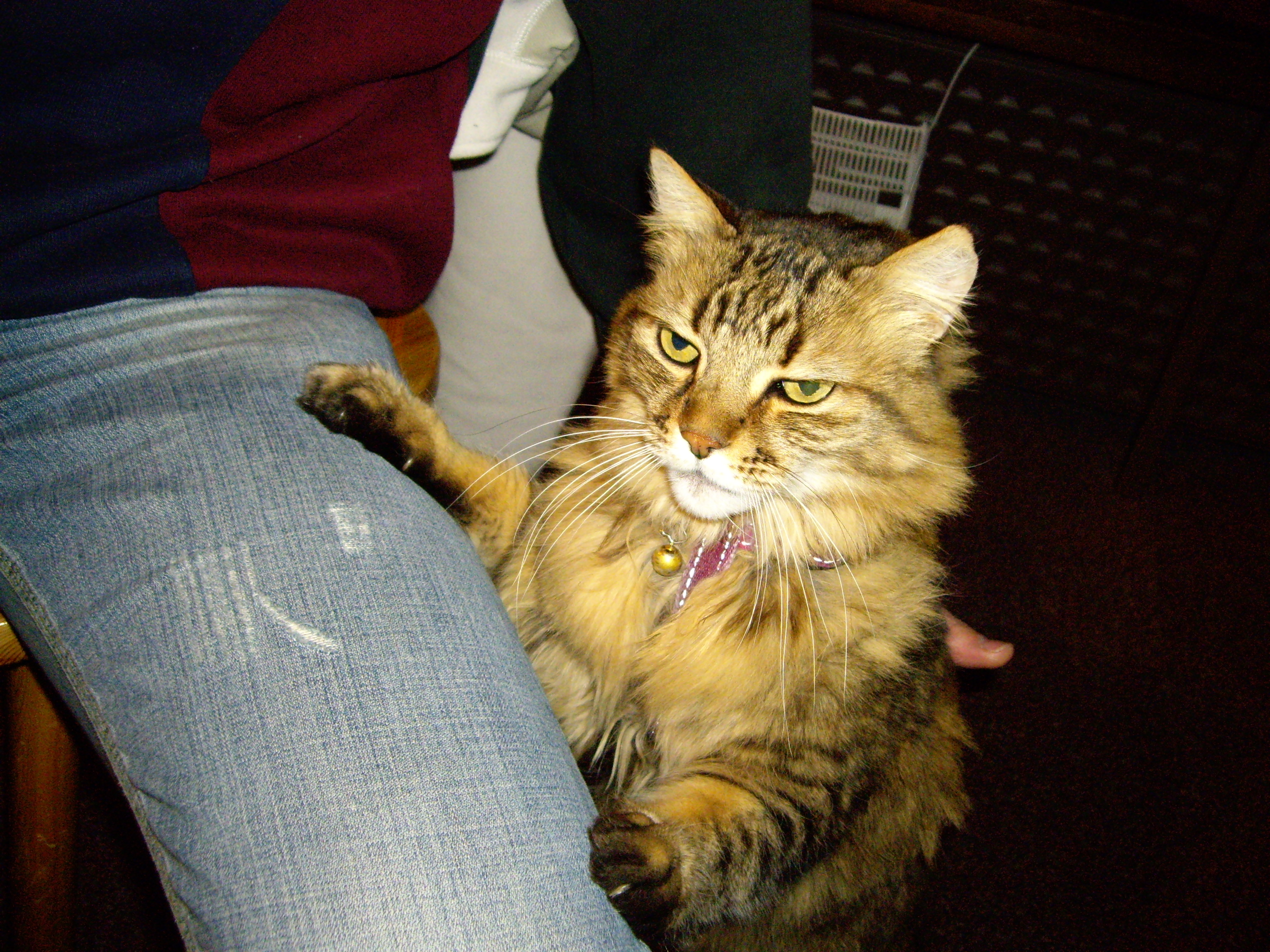 Imgp0867