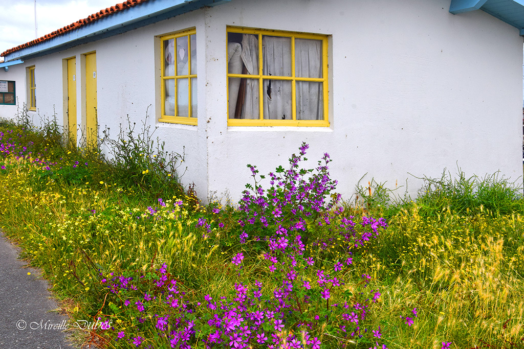 Dsc 0033a