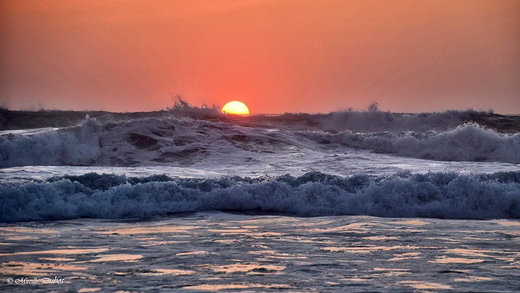 Dsc 0730 v 