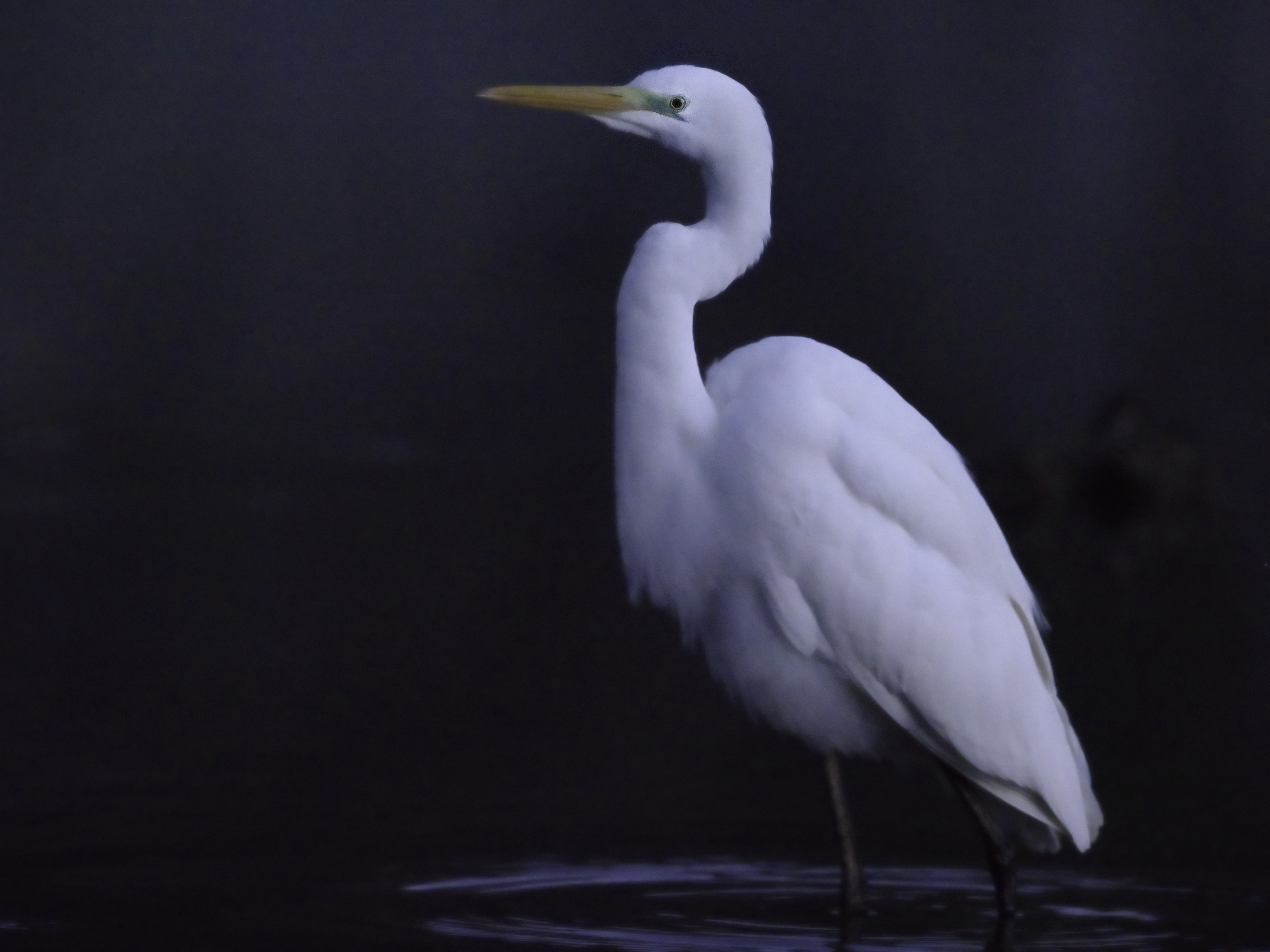 P1072016gd aigrette ht iso1x