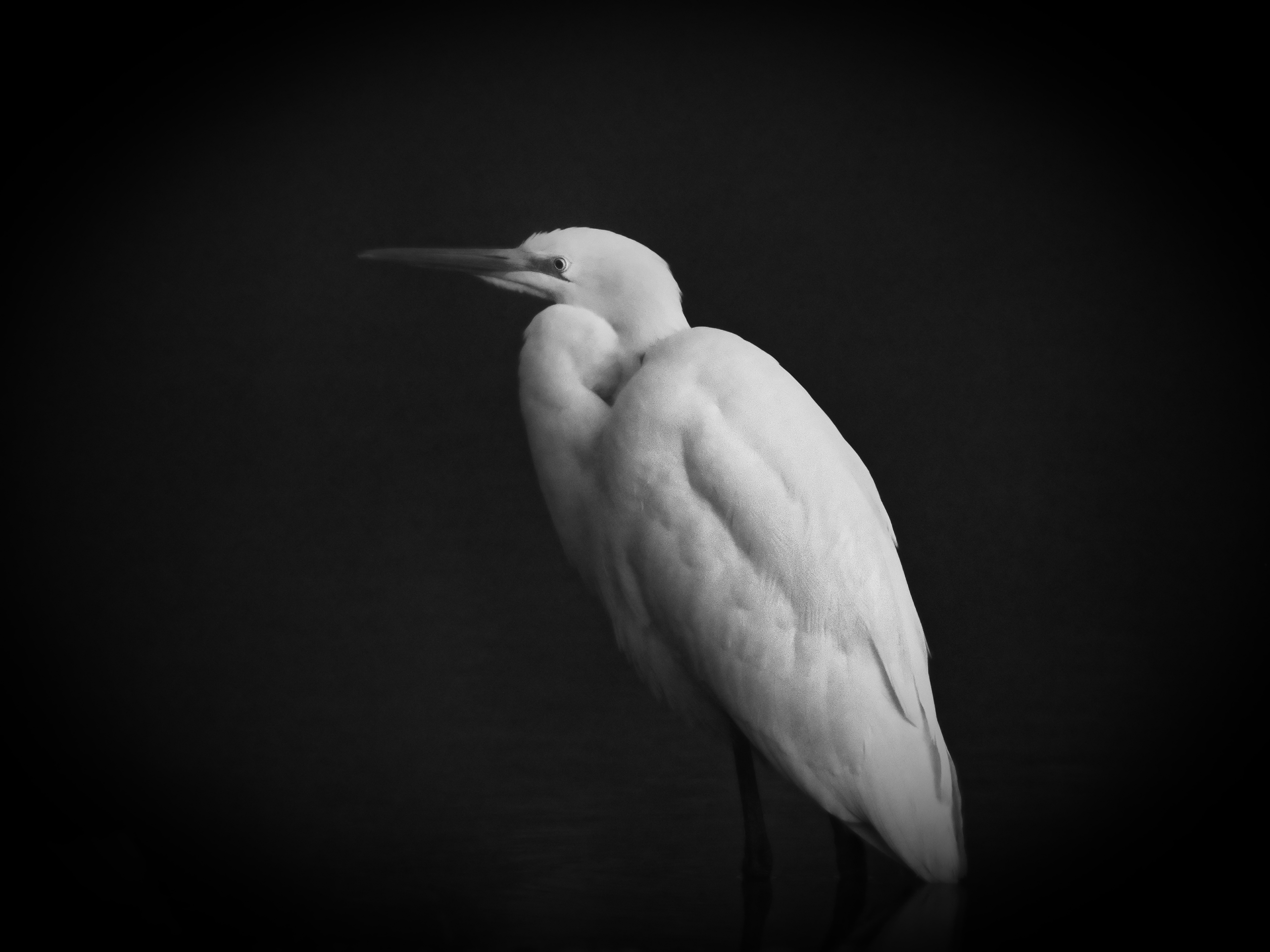 P1072023aigrette ht iso1x