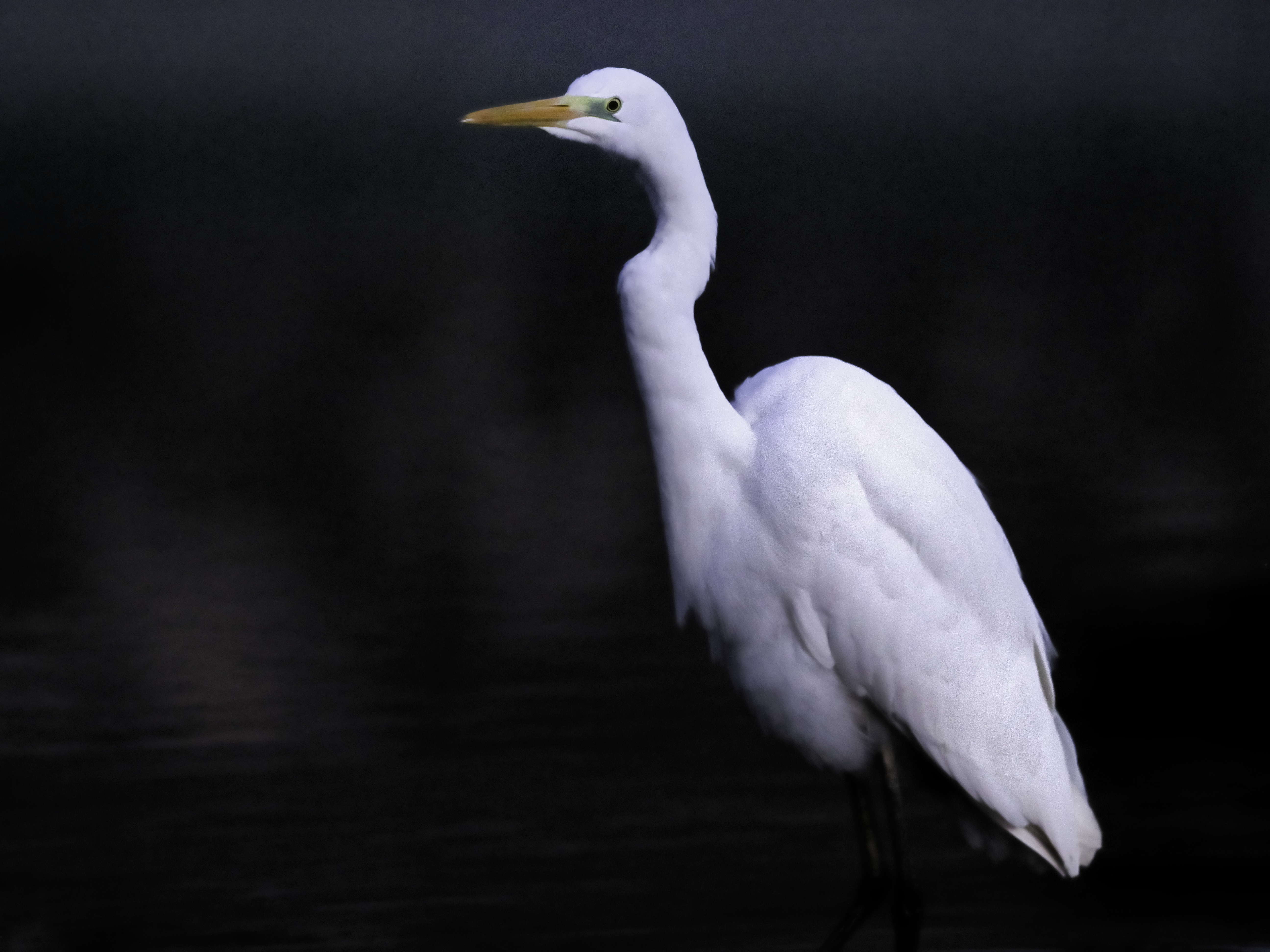 P1072028aigrette ht iso1x