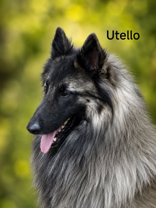 Utello