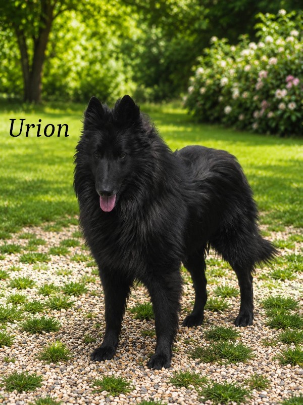 Urion