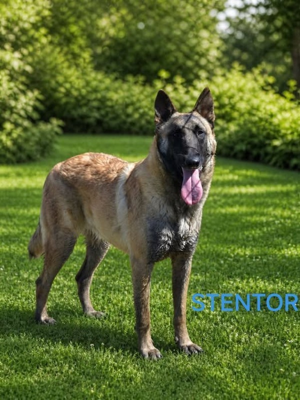 Stentor