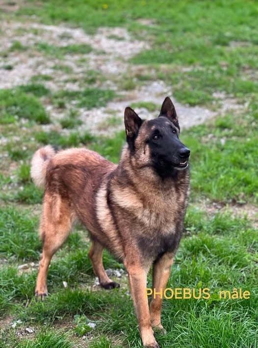 Phoebus