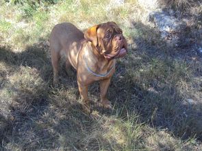 Chiens Dogue de Bordeaux 6af15ca4 8c2d b804 4d37 424a15d231d6