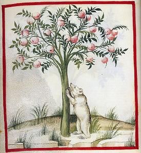 Ours pommier