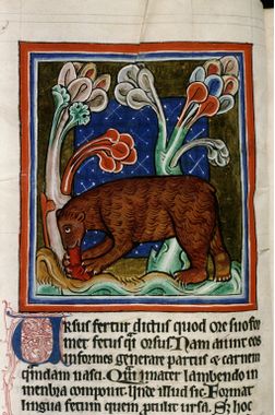 Ours enluminure