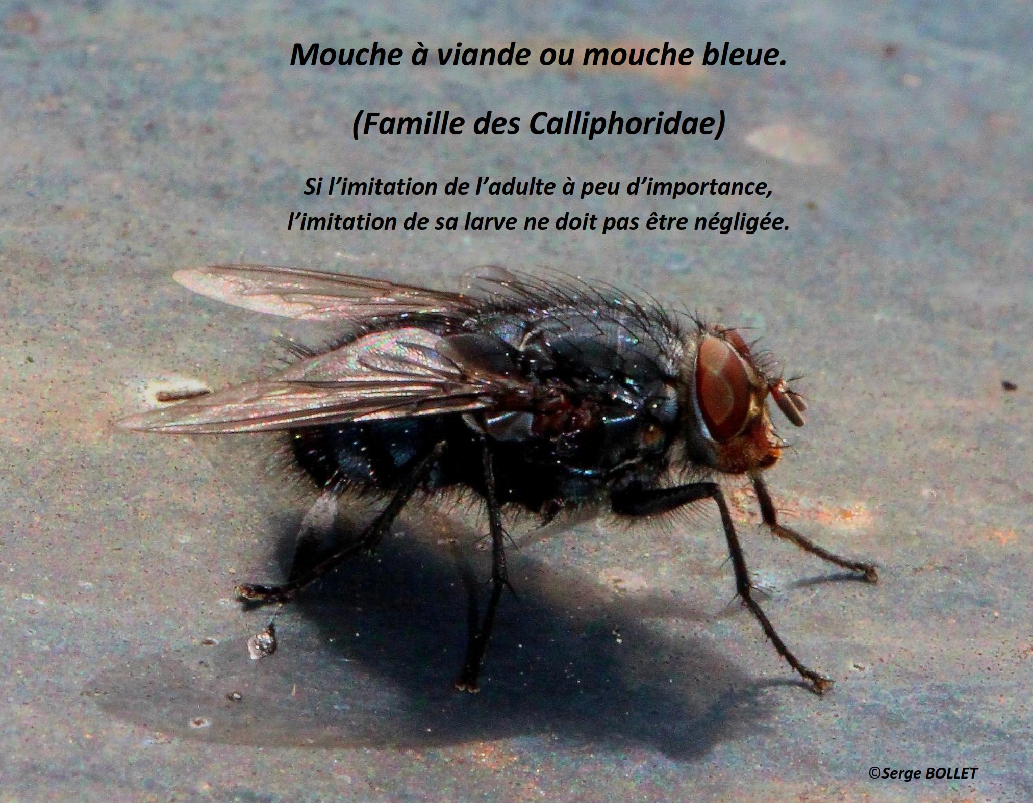 Mouche bleue 1