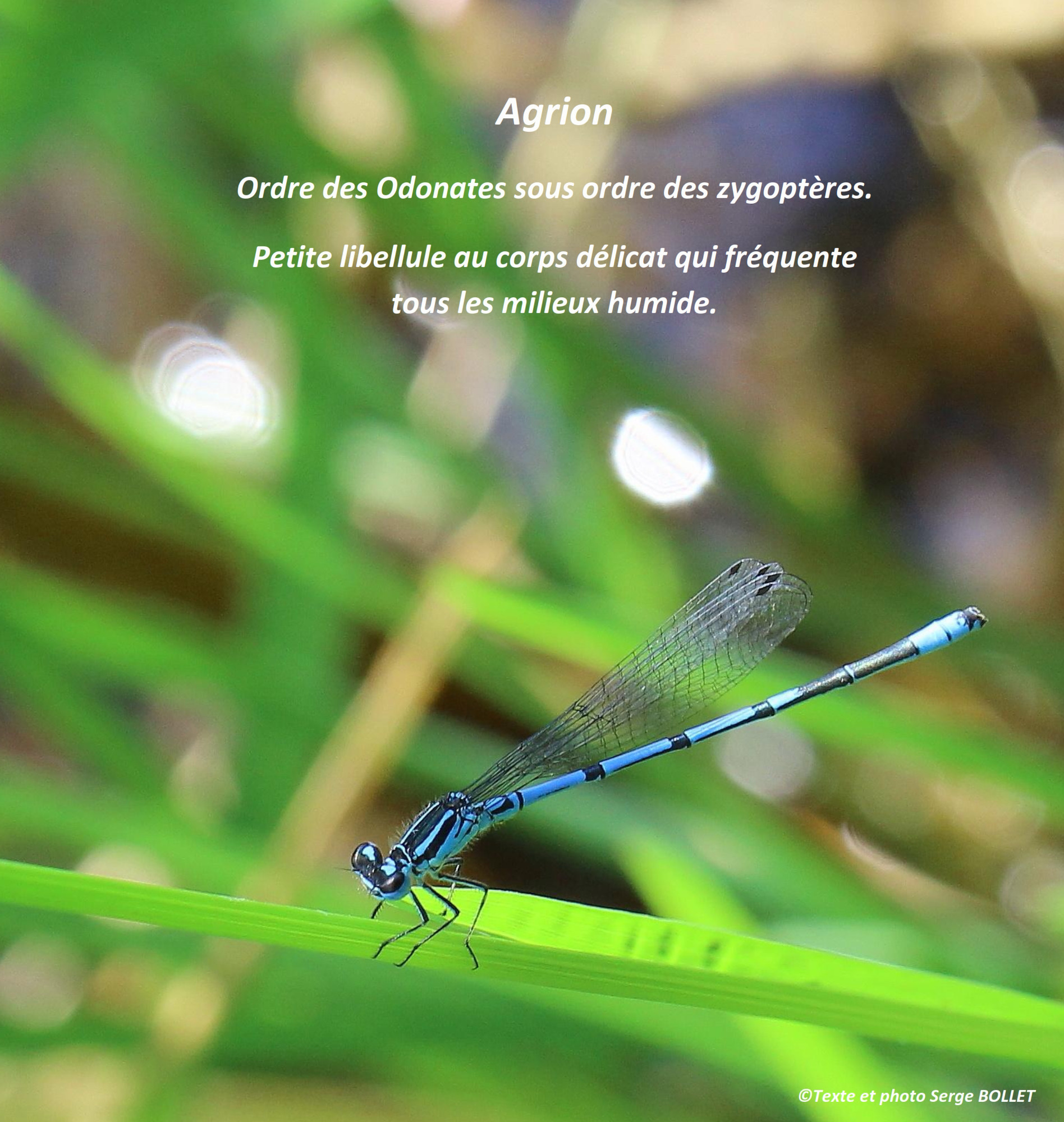 Agrion