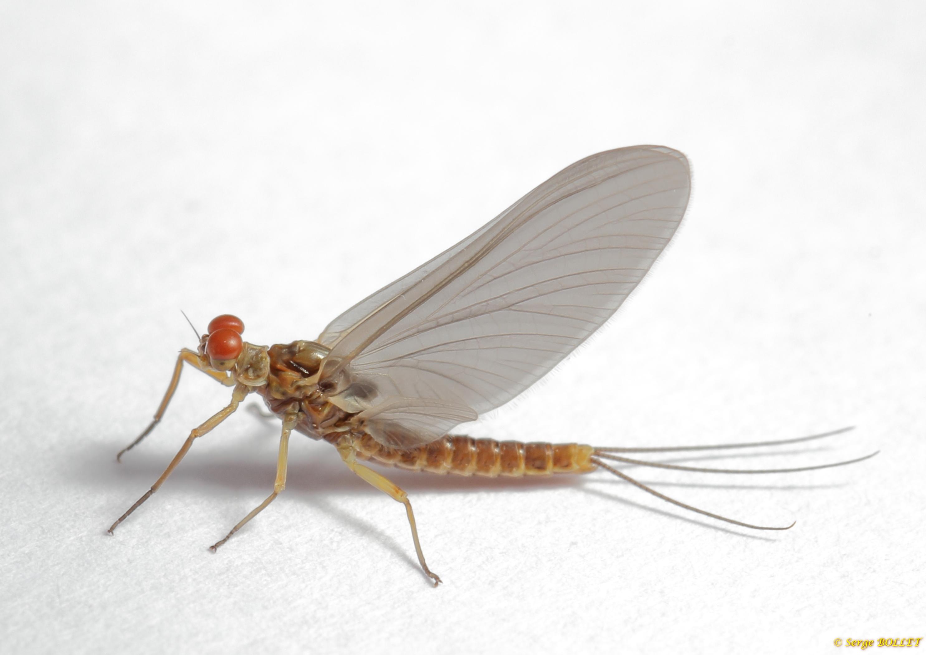 Subimago serratella ignita