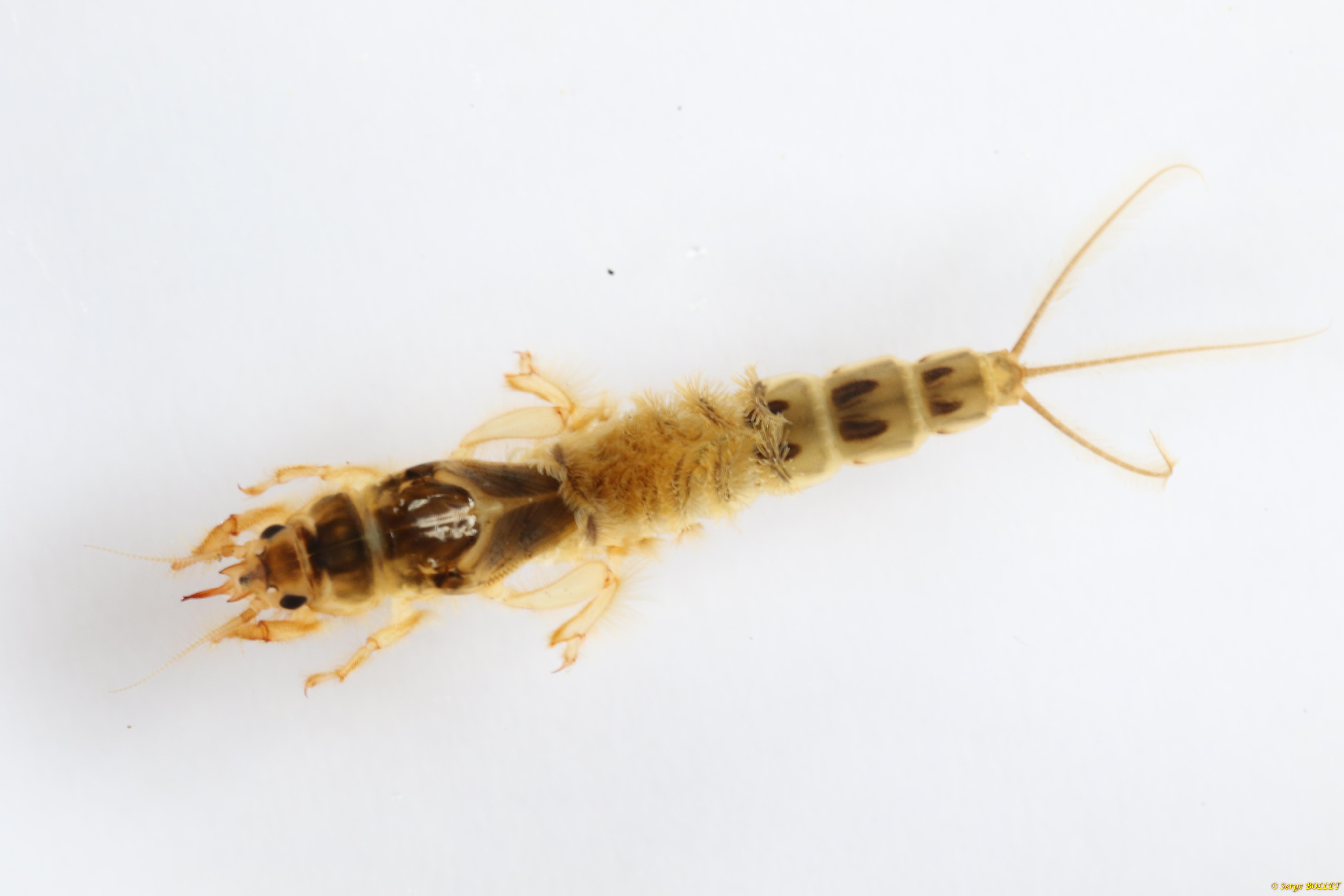 Mouche de mai