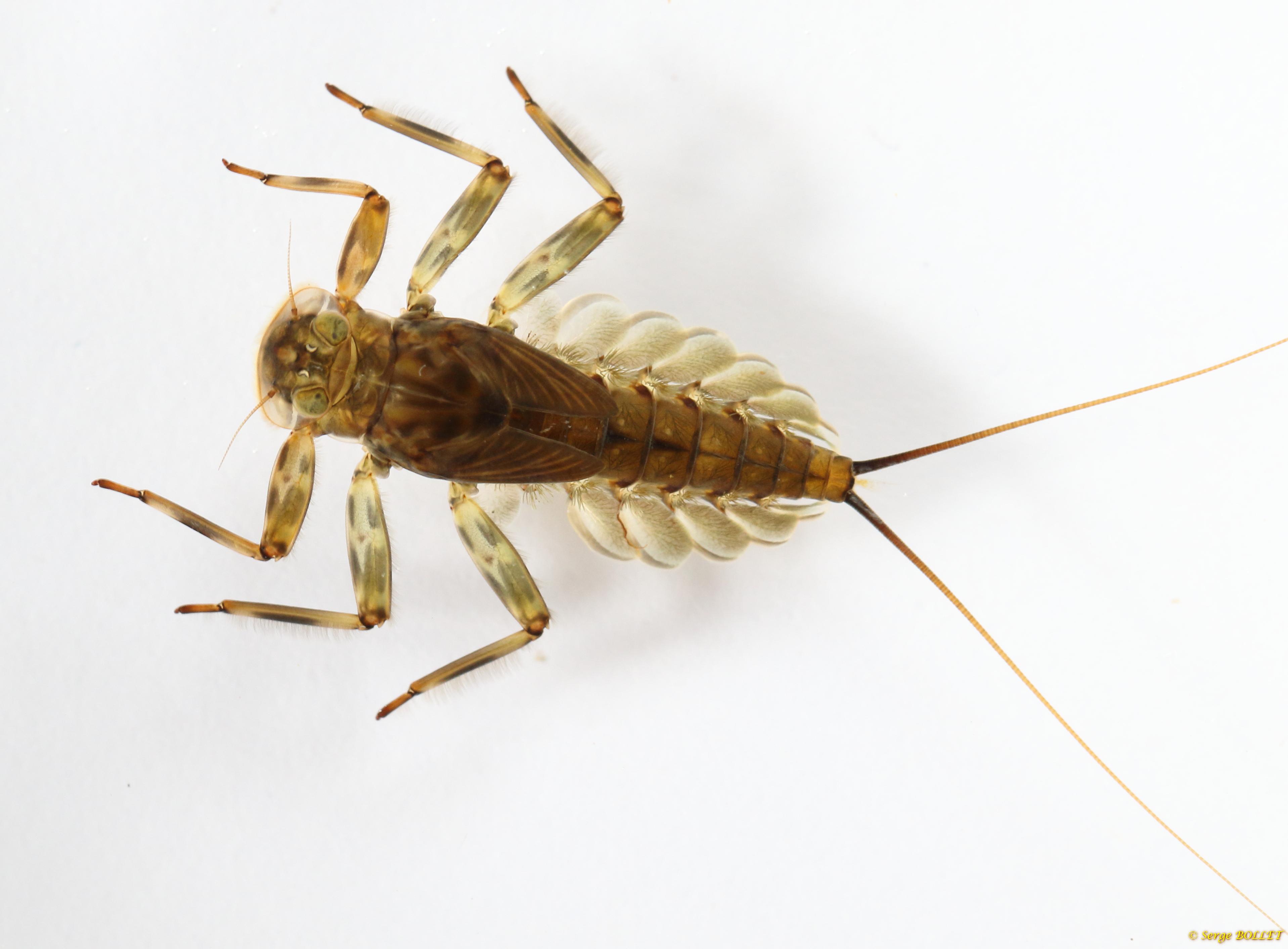 Nymphe d epeorus assimilis