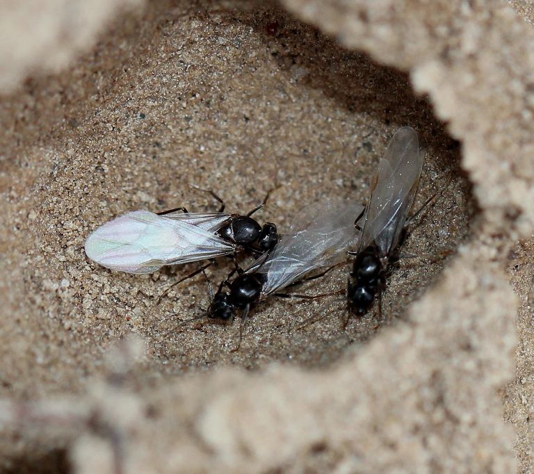 Fourmi ailées,  elles font partie de l'Ordre des Hyménoptères comme les guêpes et les abeilles
 - il est recensé dans le monde environ 230 000 espèces appartenant à cet ordre. 