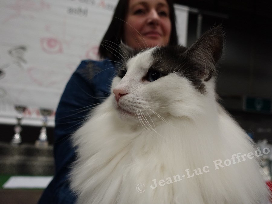 Dsc08642 namur 26fev2017 
