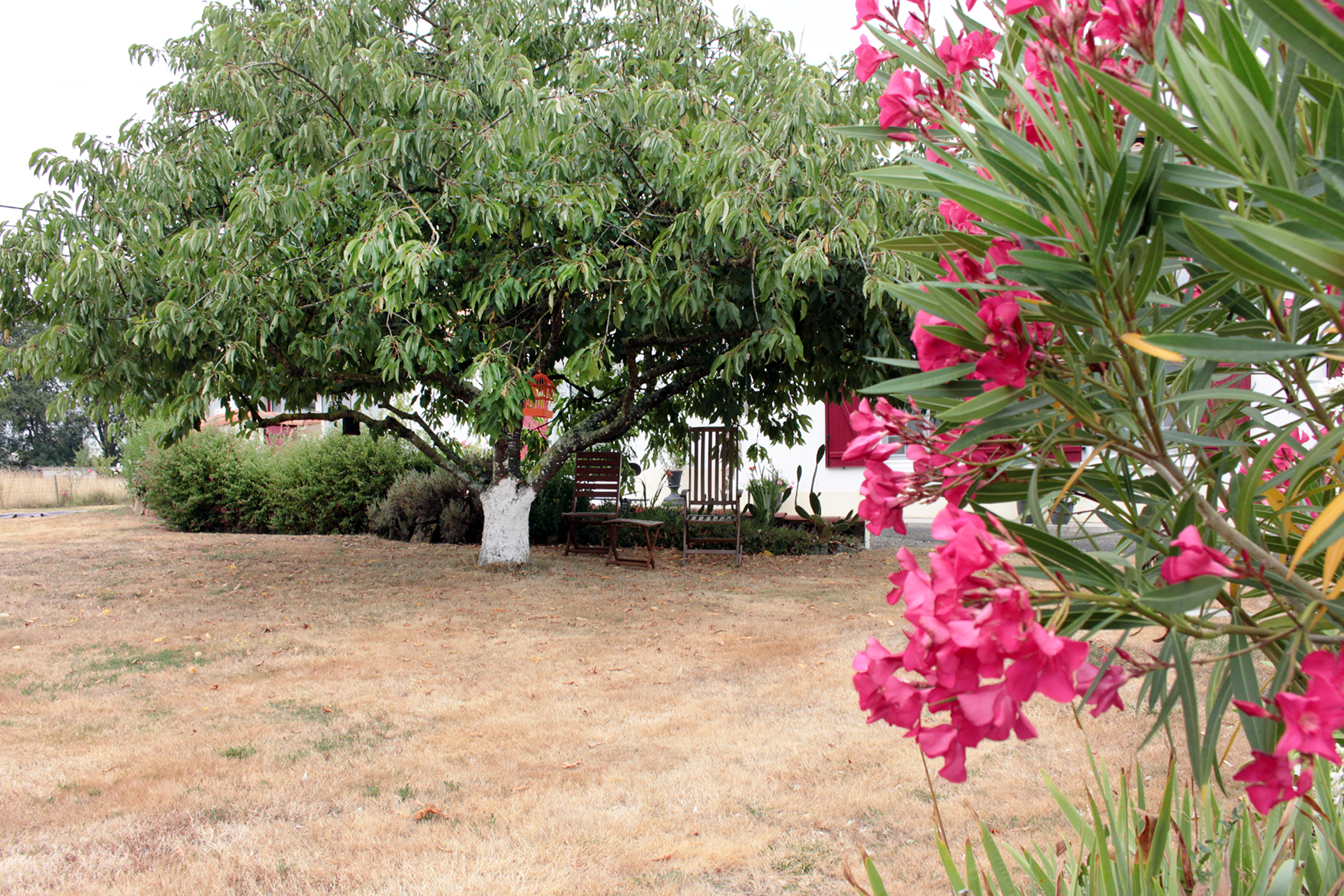 Arbre3