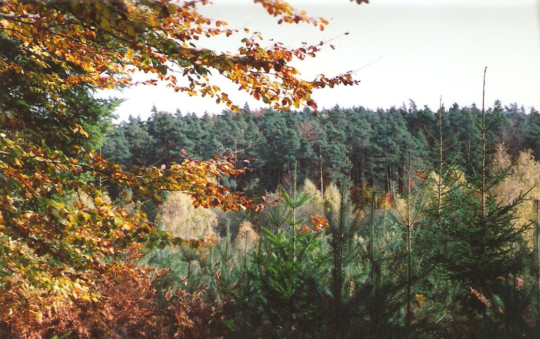 Foret parsanges 2 jpeg