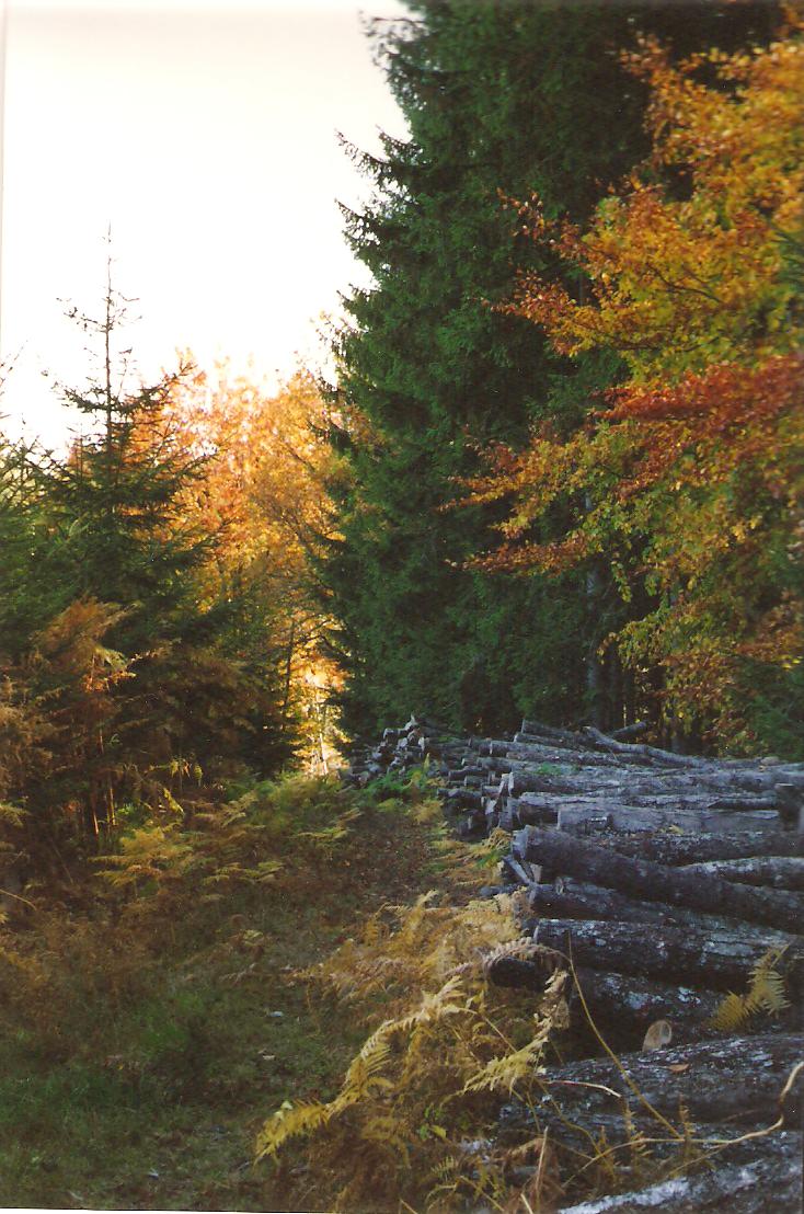Foret parsanges 1