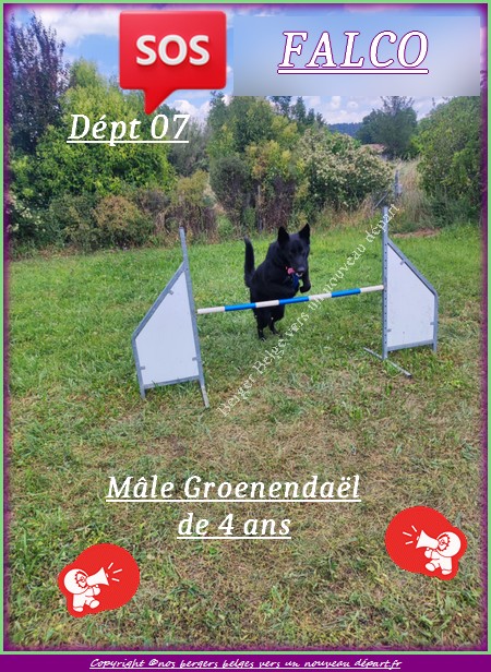 Falco-Agility-1-