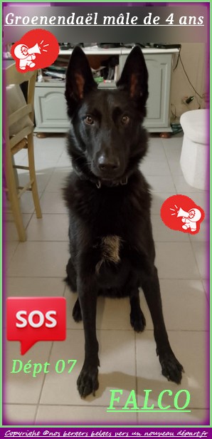 FALCO-Stephanie-Groend-4-ans-7-Mars
