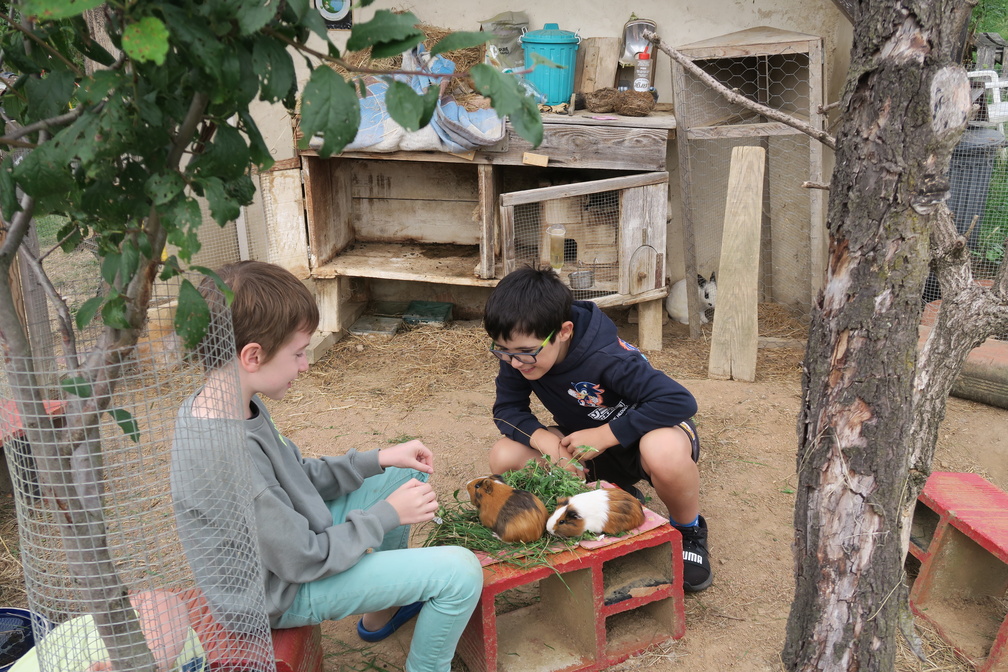 L enclos des cobayes et lapins