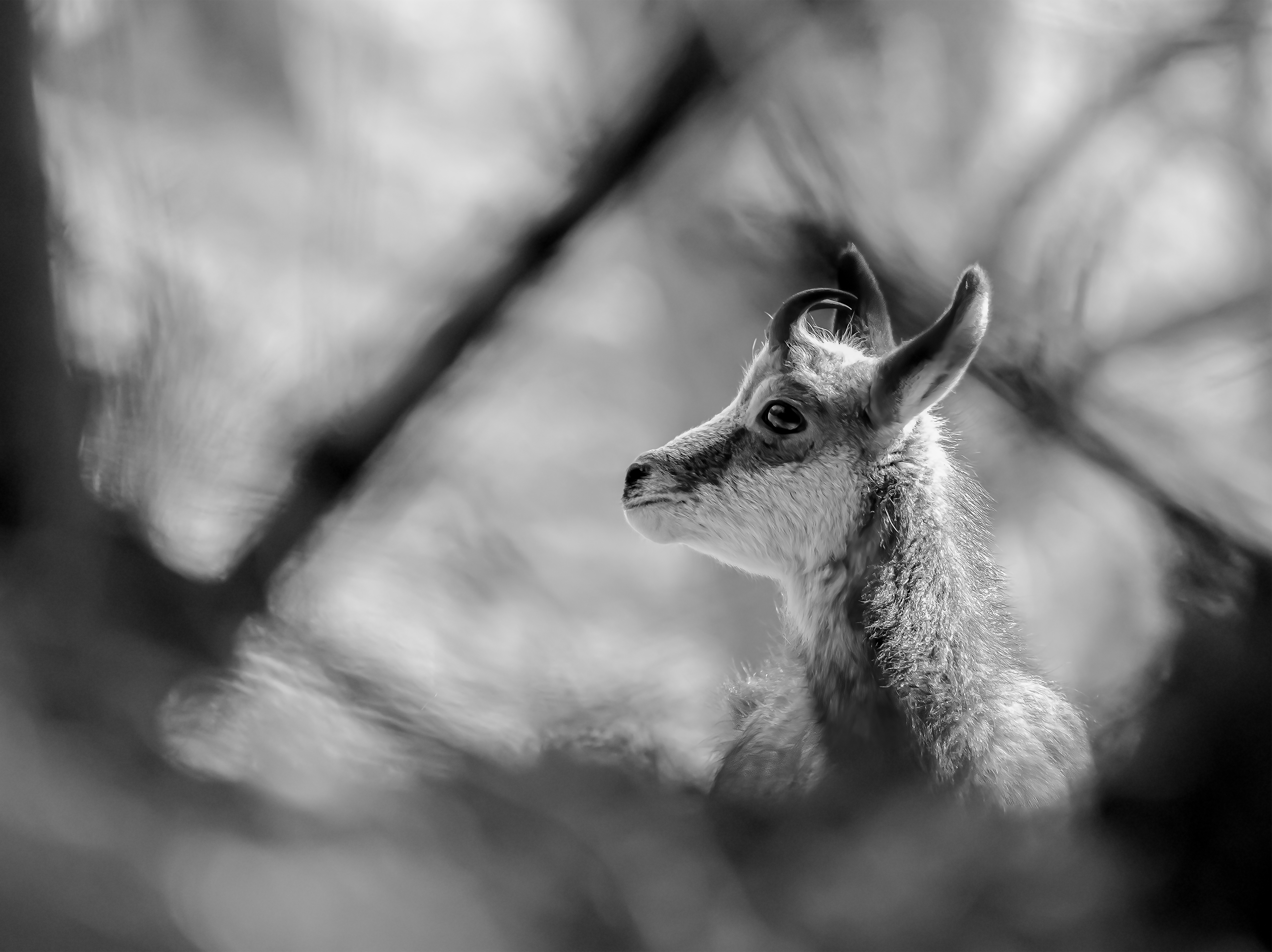 Jeune chamois