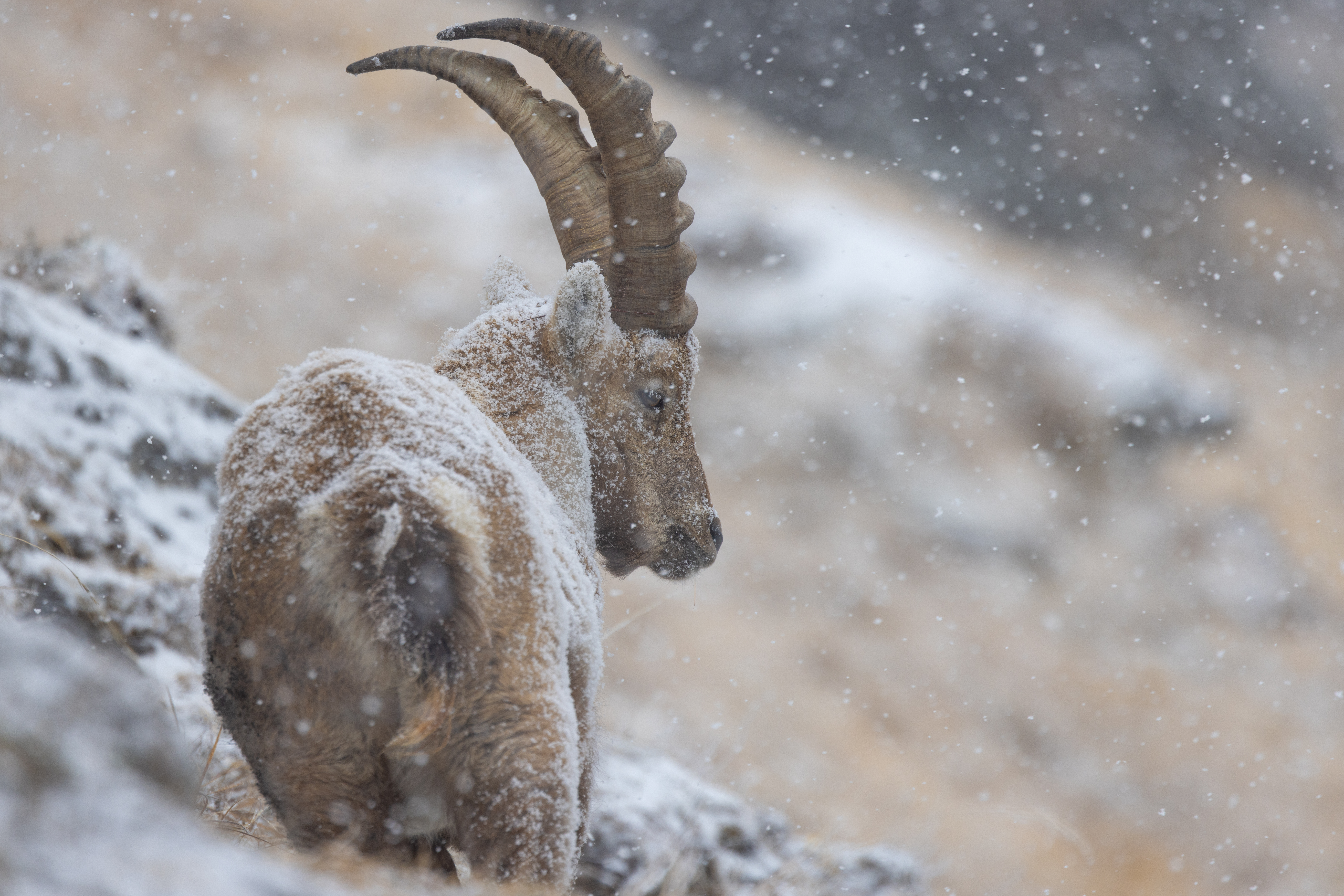 Bouquetin en hivers