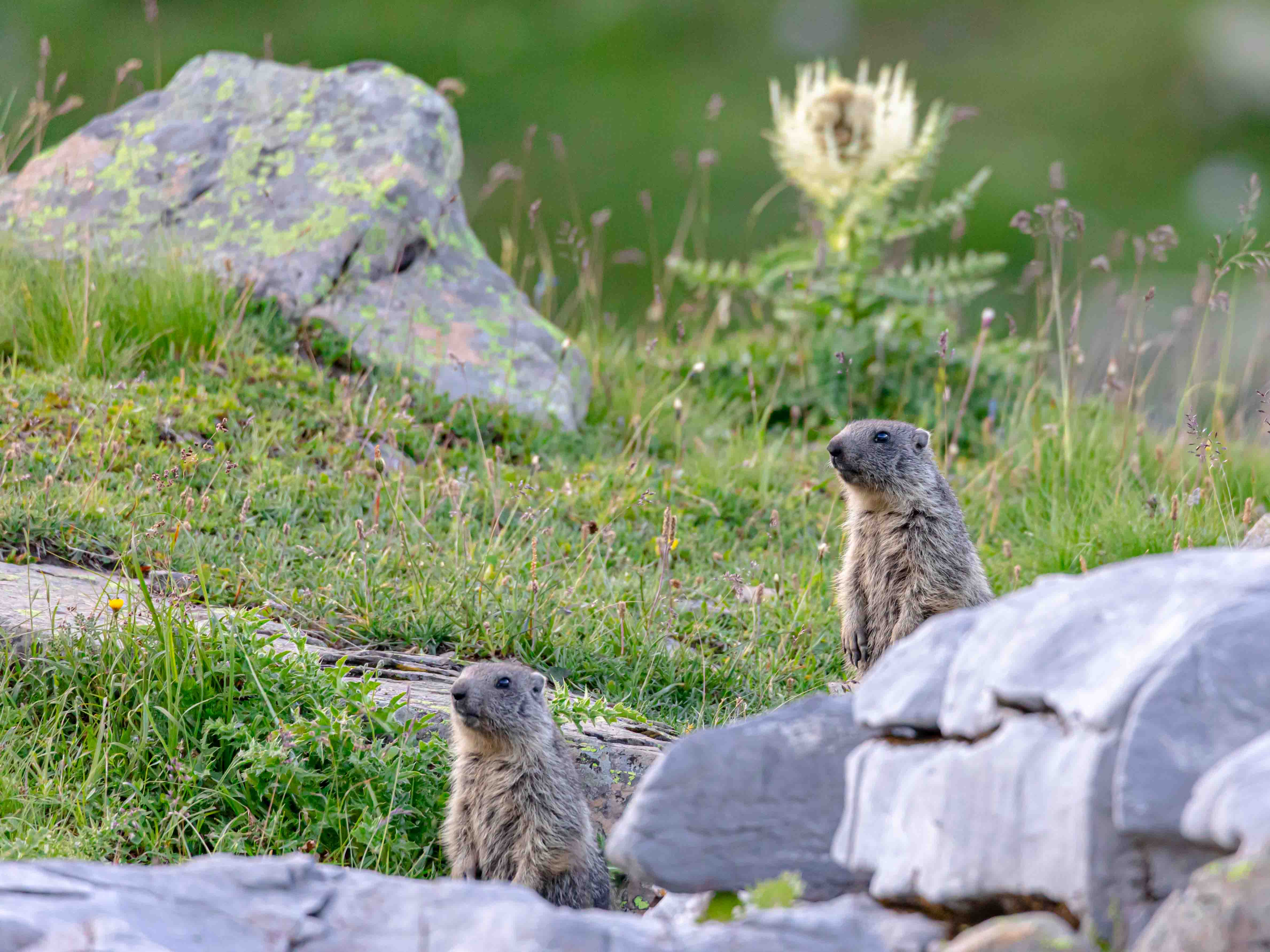 Marmottes aux aguets