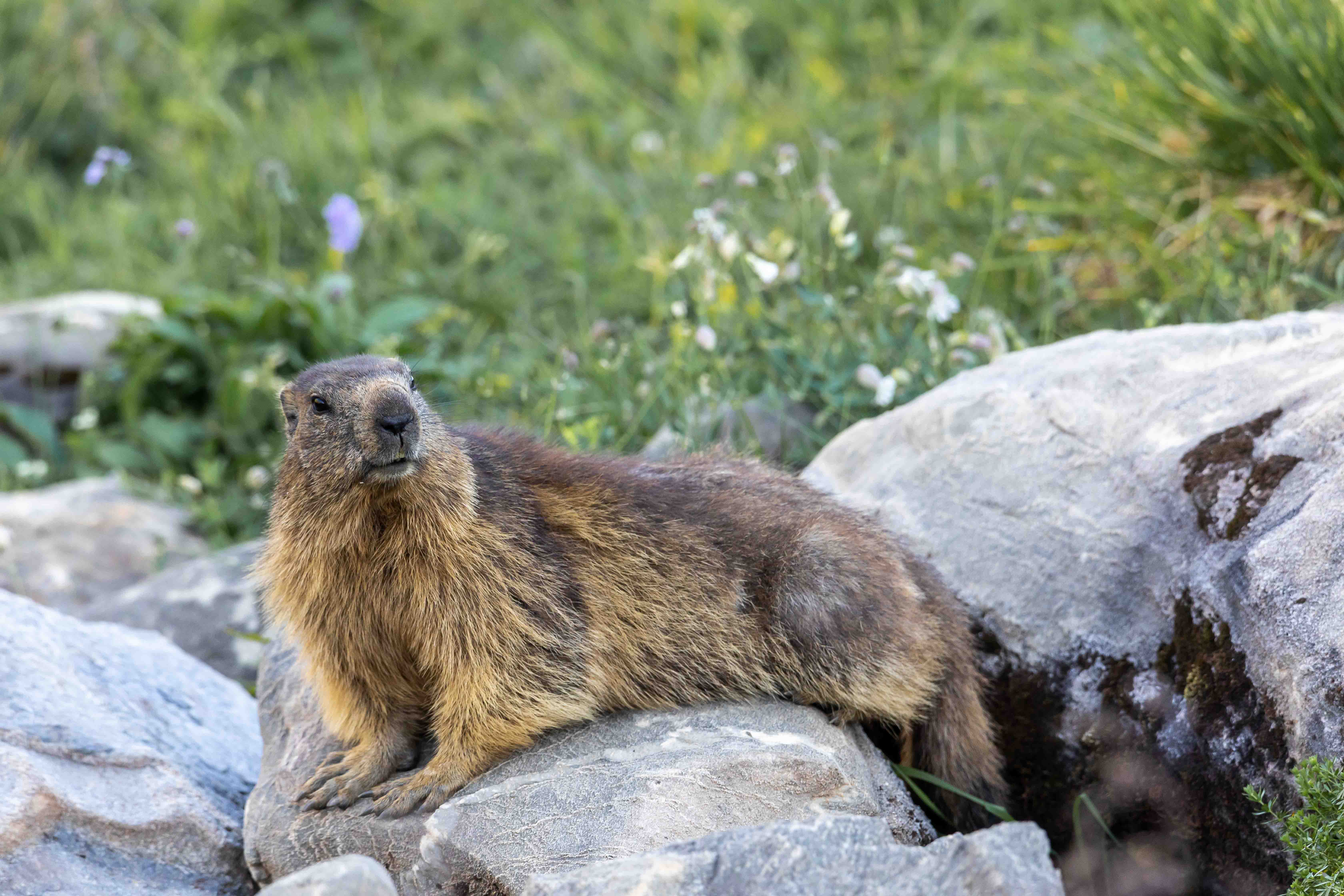Marmotte en pose