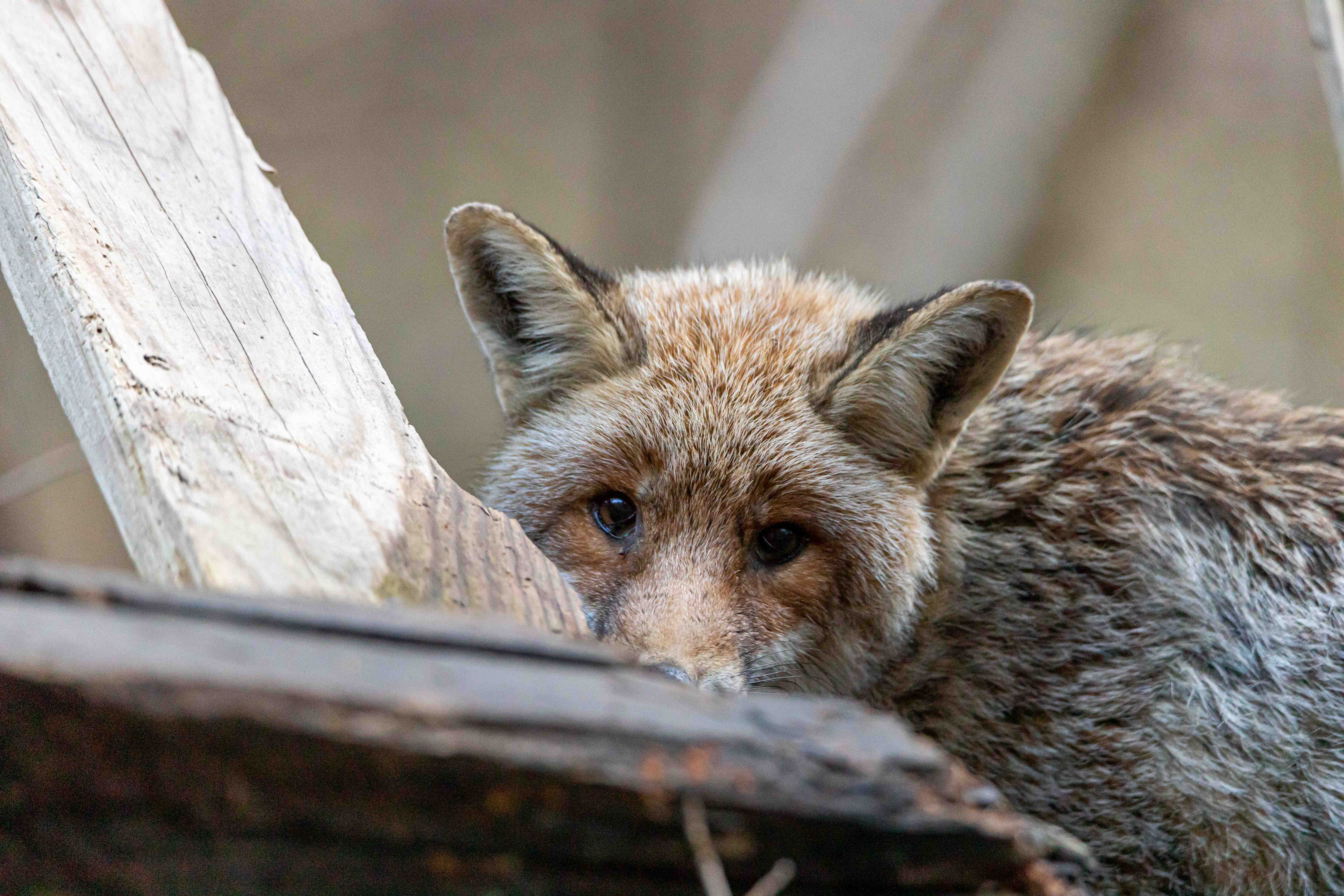 Regard du renard