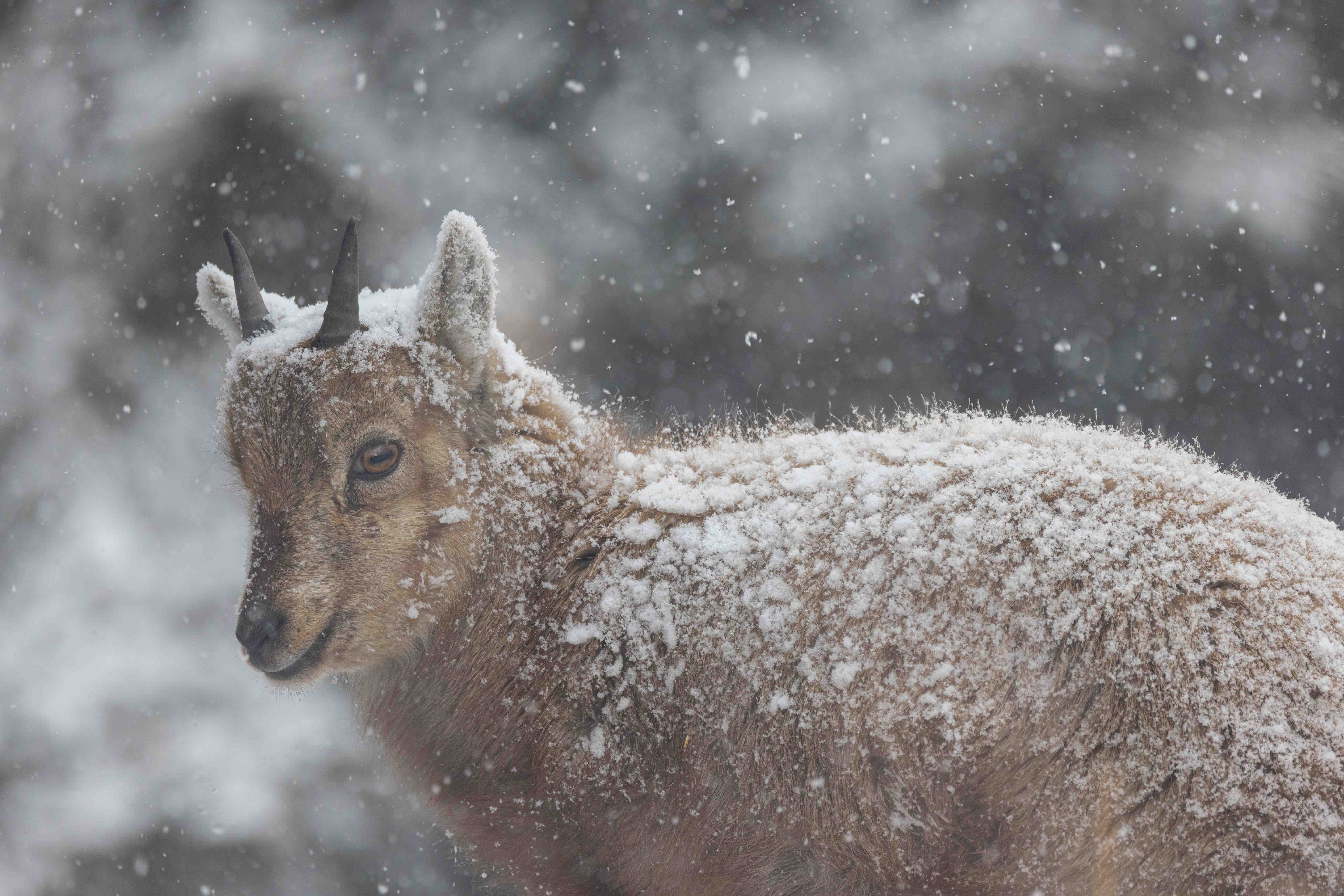 Cabri sous la neige 1 sur 1 