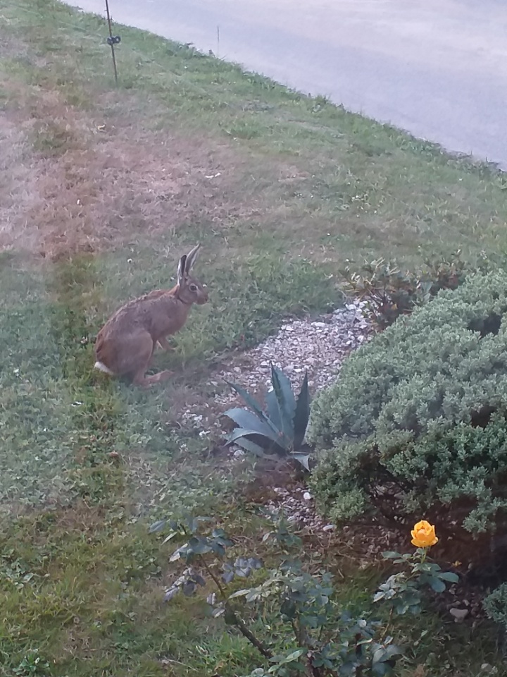 Lapin-1
