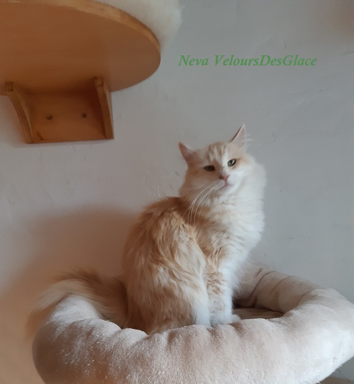 Neva-VeloursDesGlace-Copie