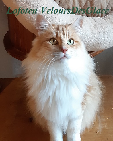 Lofoten-VeloursDesGlace